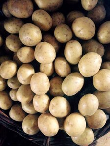 Harvest grey cook