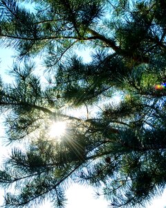 Rays sunbeam ray photo