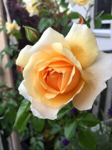 Nature blossom bloom