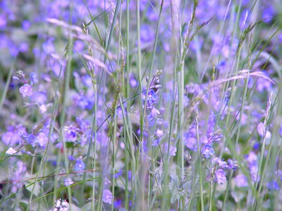 Purple herb background photo