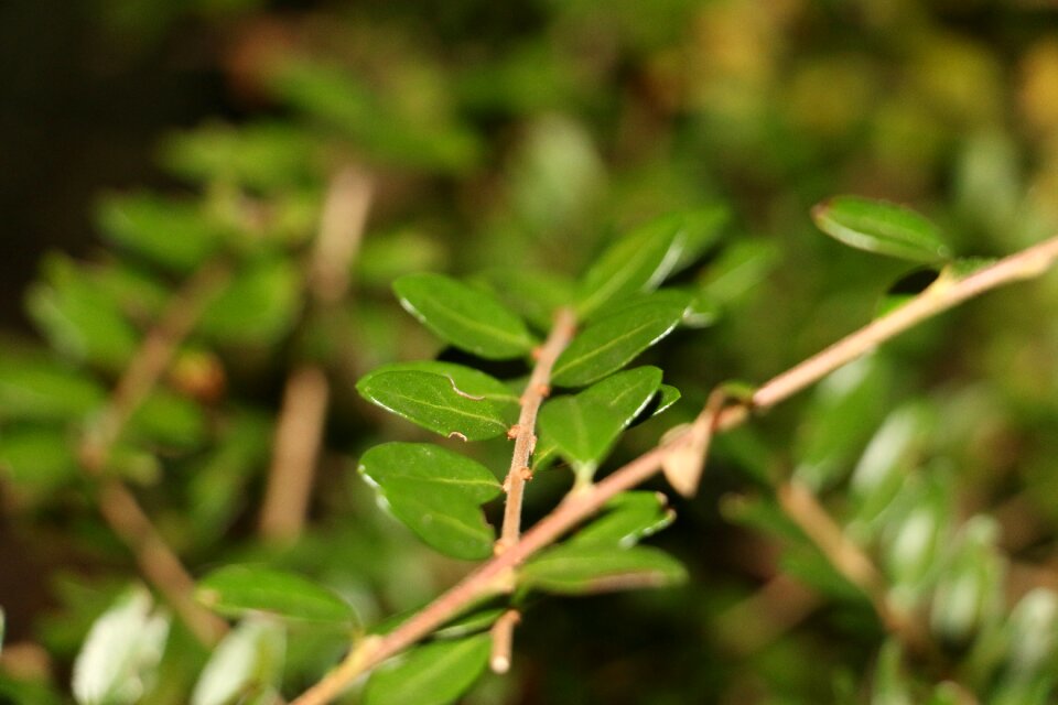 Flora summer plant