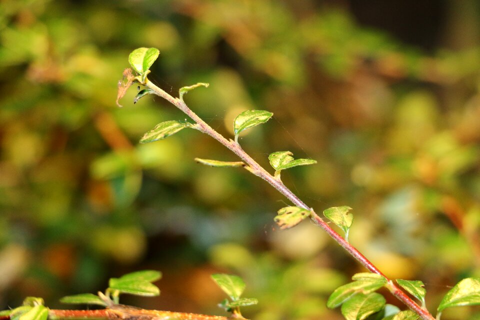Flora summer plant