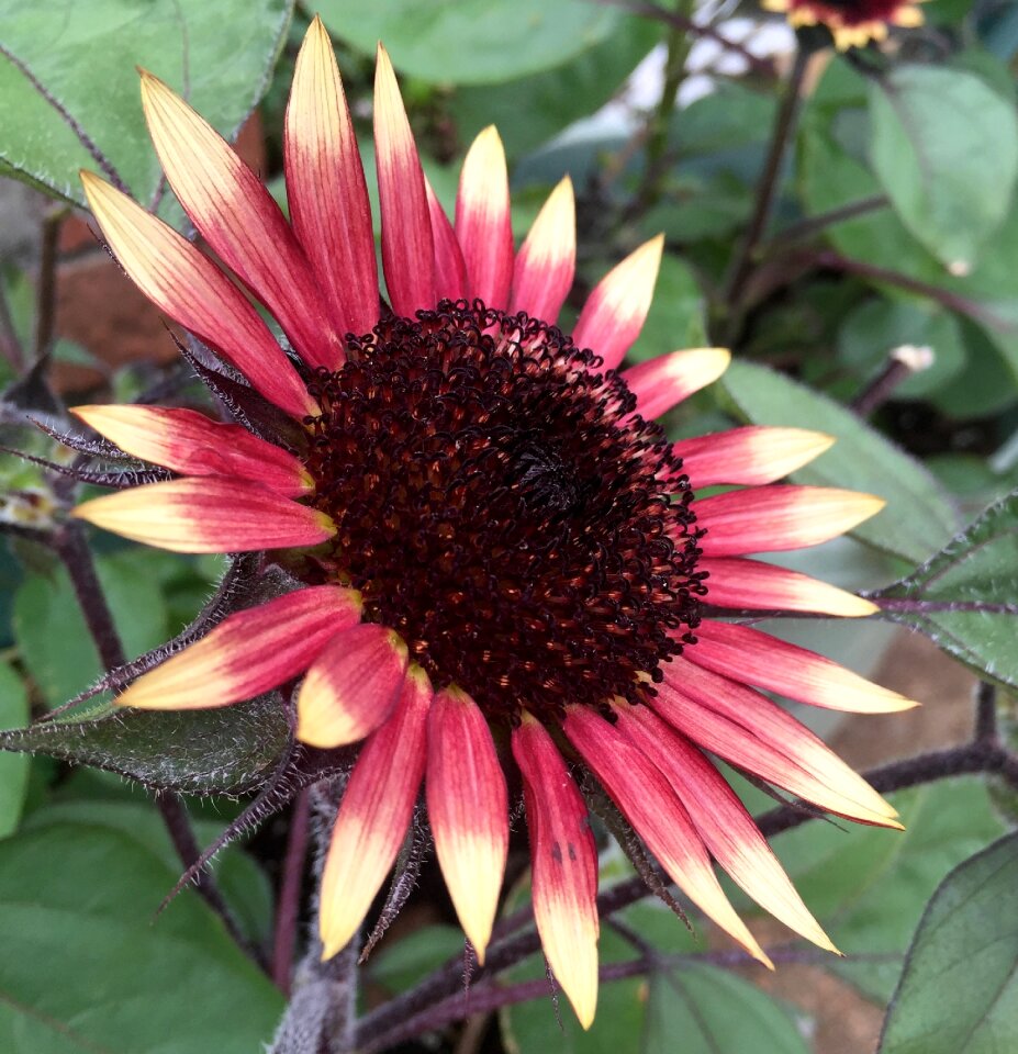 Sun botanical colorful