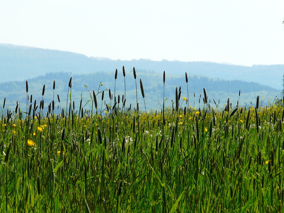 Nature idyll grasses