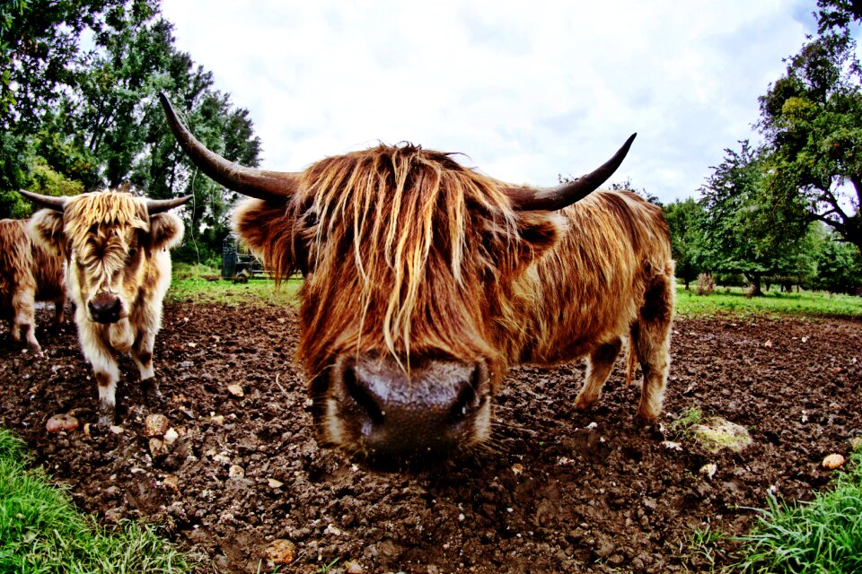 Beef nature cow photo