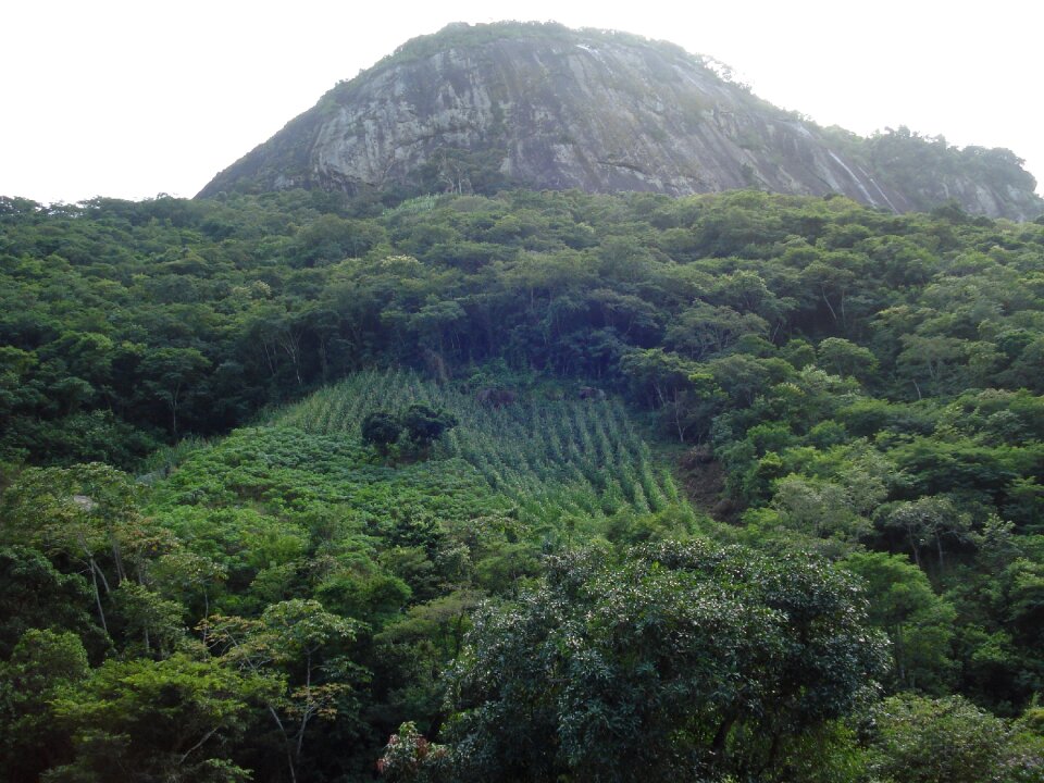 Mountains forest green