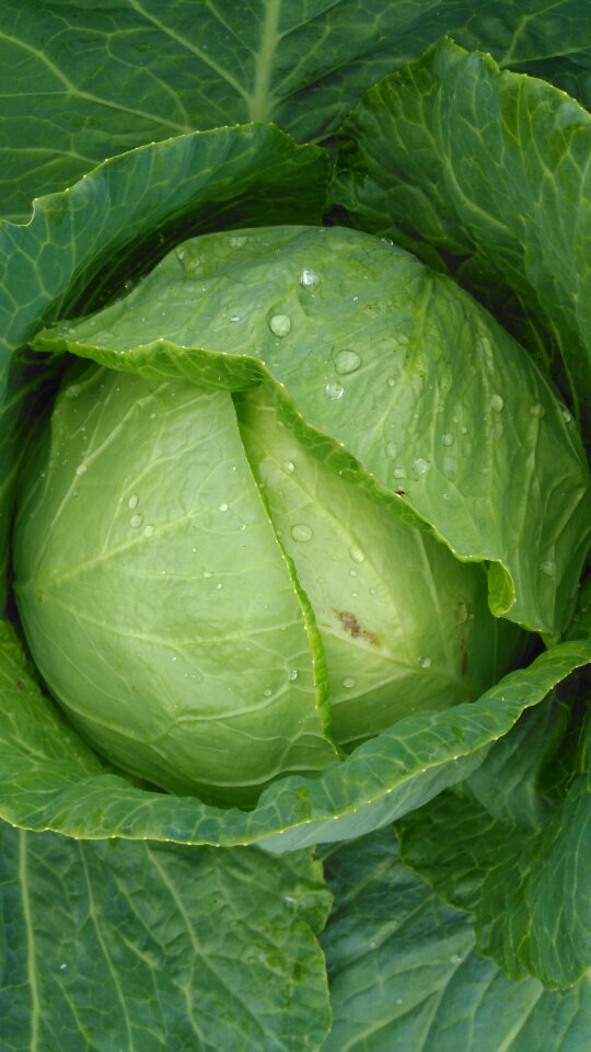 Green vegetable natural