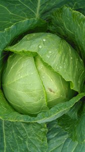Green vegetable natural