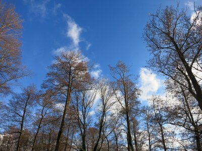 Natural forest sky photo