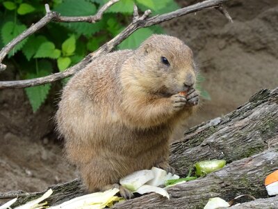 Gophers cute prairie dog