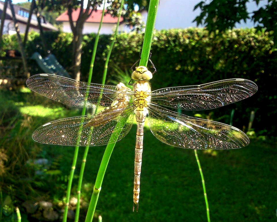 Macro garden spring