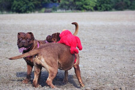 Mastiffs animal french