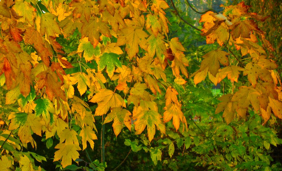 Leaves fall foliage fall color photo