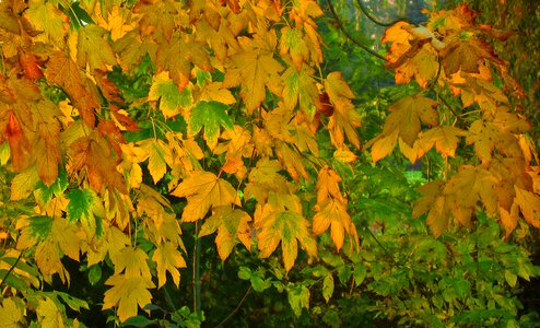 Leaves fall foliage fall color