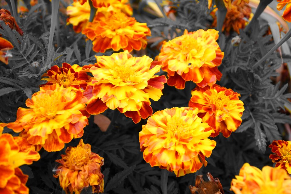 Yellow garden flower nature