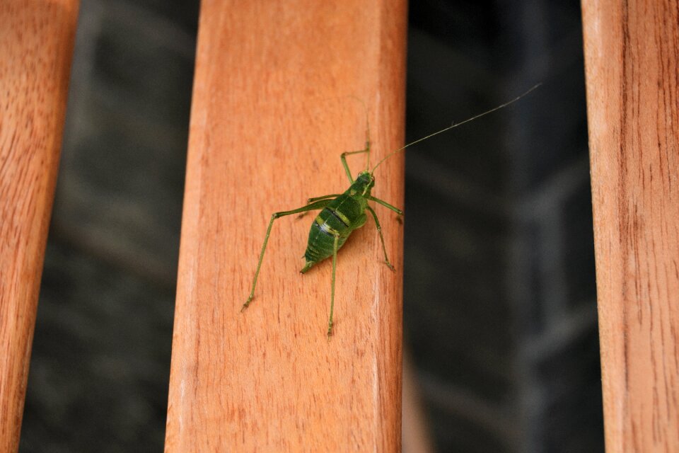 Animals insect nature