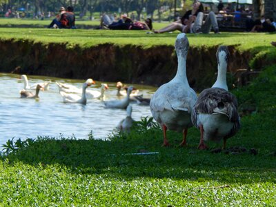 Grass birds picnic photo