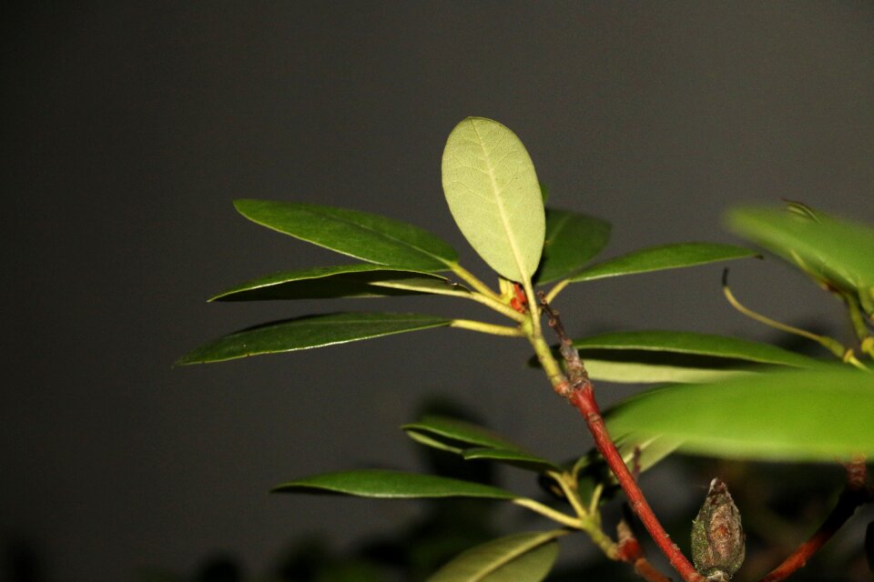 Flora summer plant