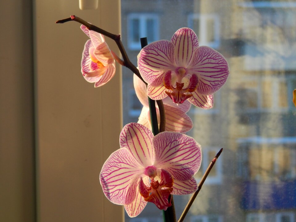 Flowers beauty flower