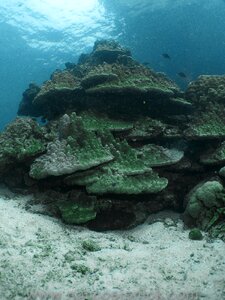 Ocean water coral reef photo