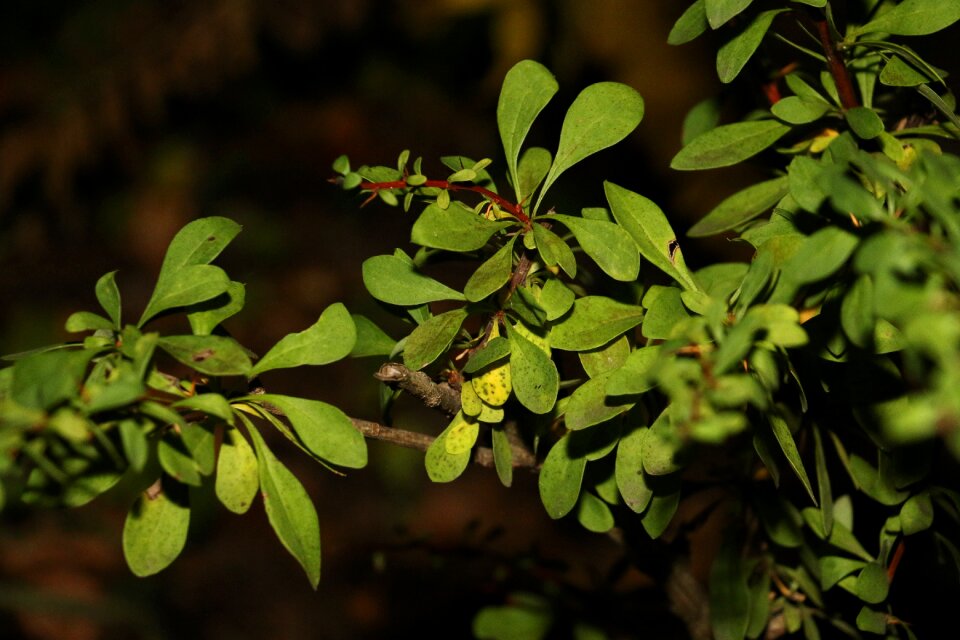 Flora summer plant