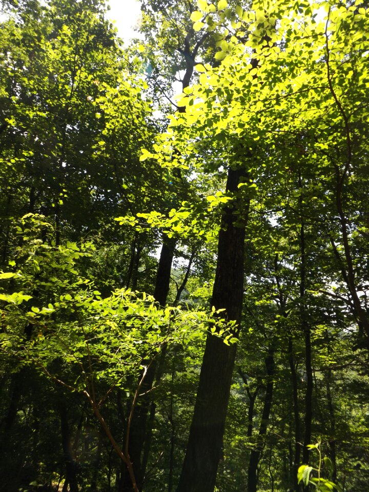 Summer sun light