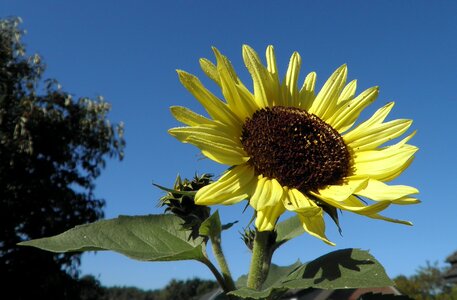 Yellow garden blossom