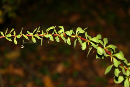 Flora summer plant photo