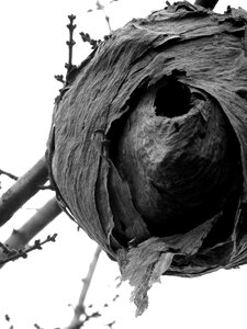Insect bug nature
