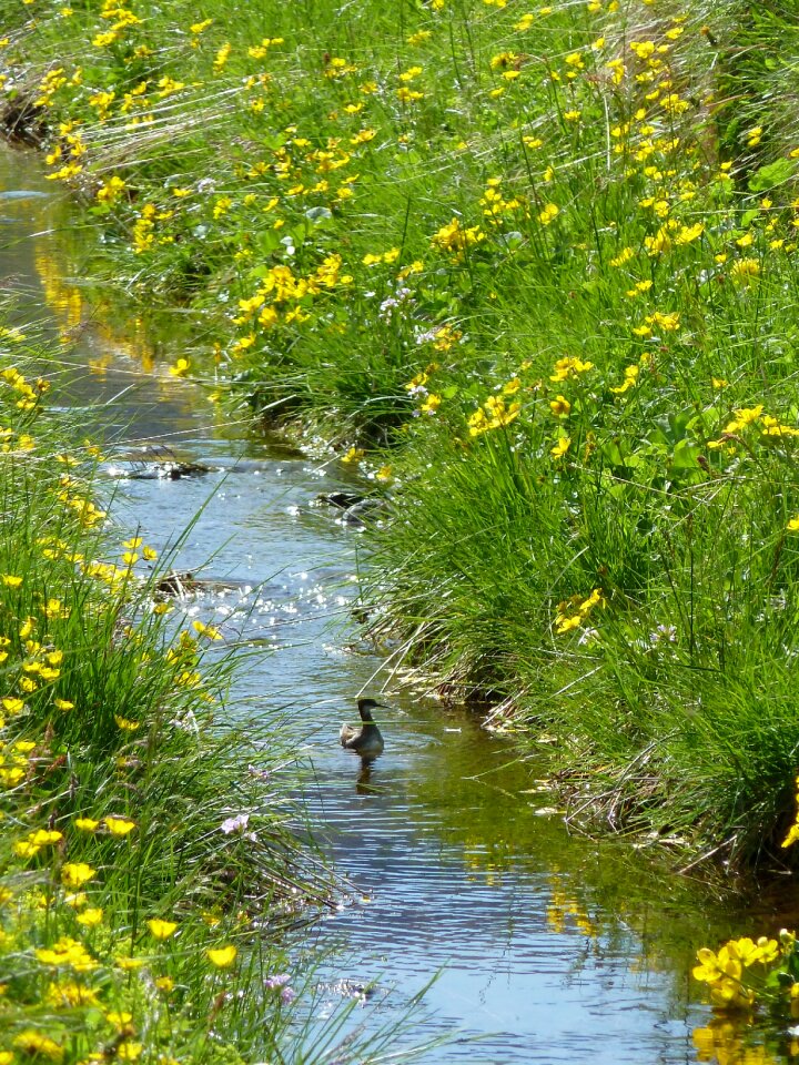 Countryside summer nature