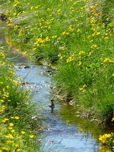 Countryside summer nature