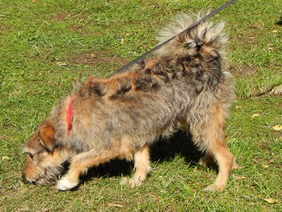 Fun spacer doggy