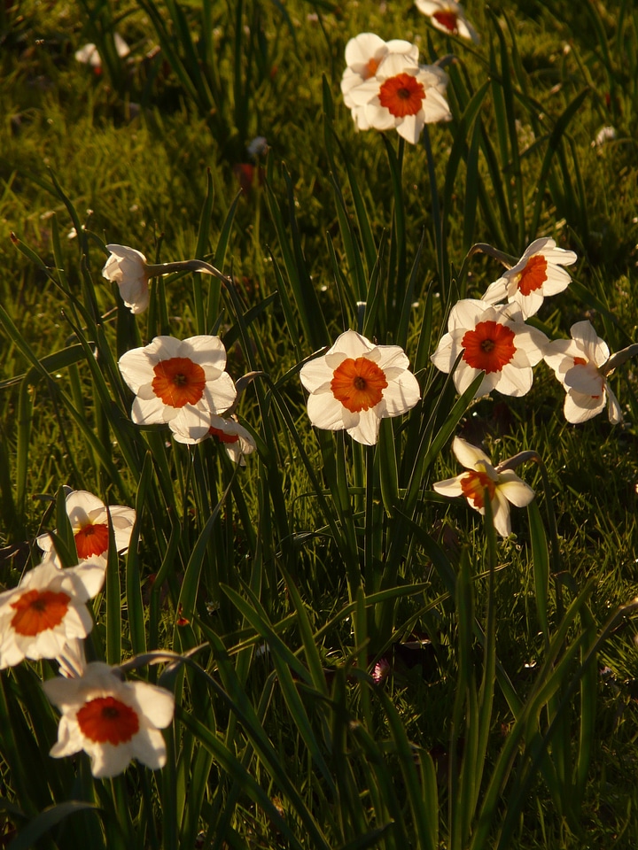 Plant blossom bloom