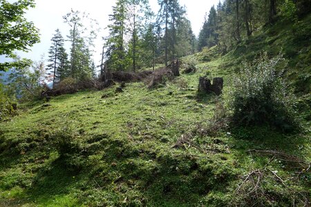 Moss green grass slope photo