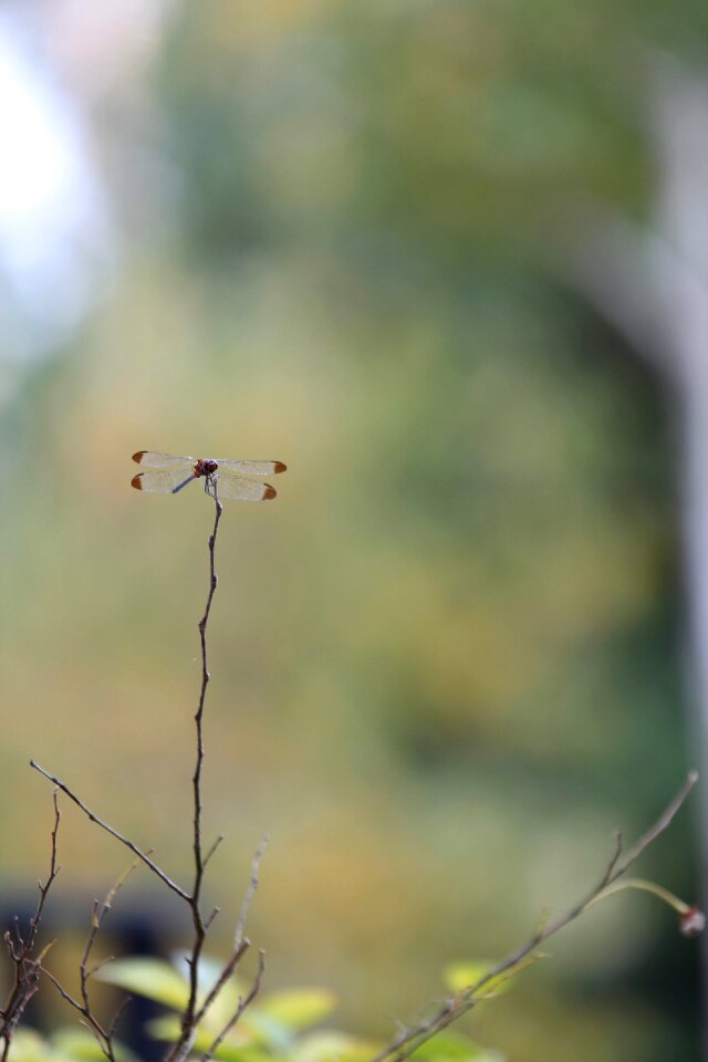 Leaf nature forest