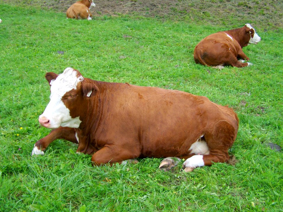 Cattle meadow farm