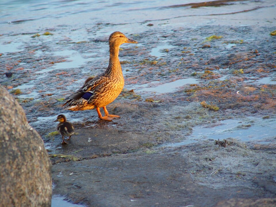 Duck cub nature photo