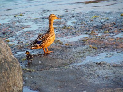 Duck cub nature photo photo