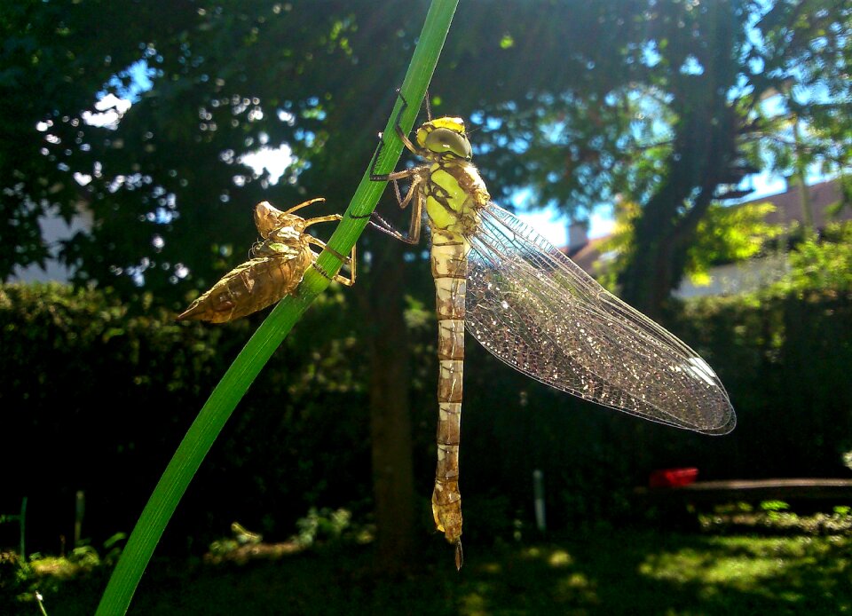 Garden insects macro