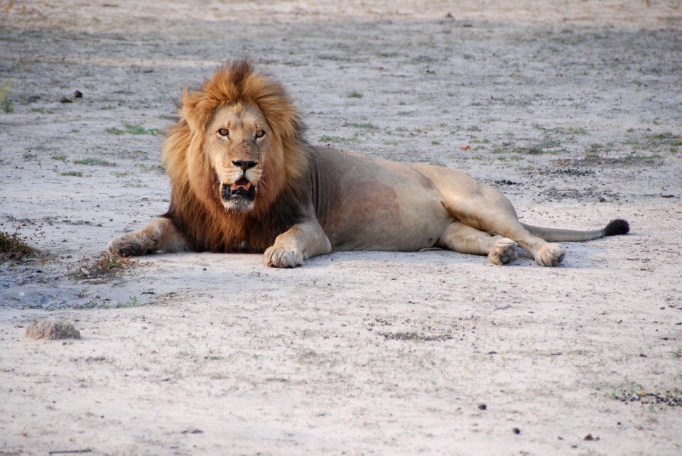South africa park wild animal