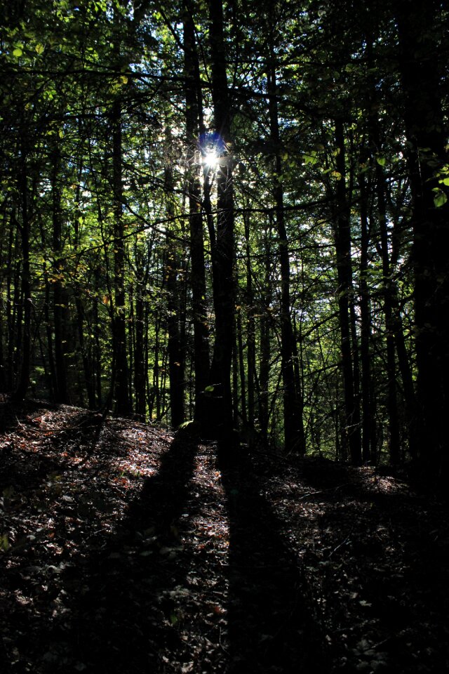Fairy tale forest autumn forest light