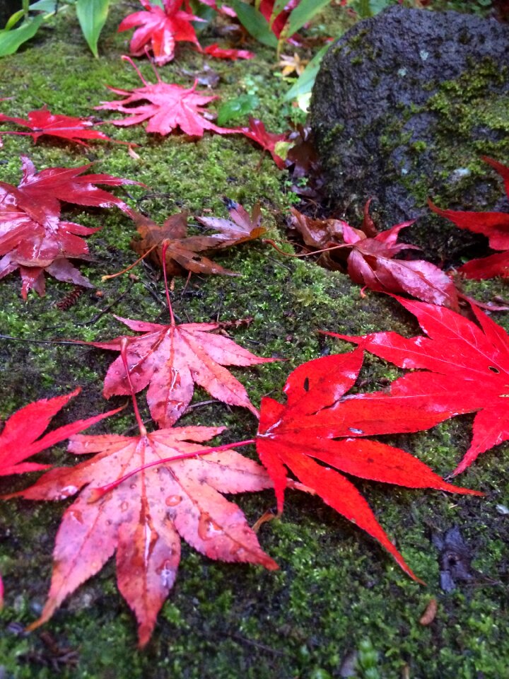 Landscape leaf fall