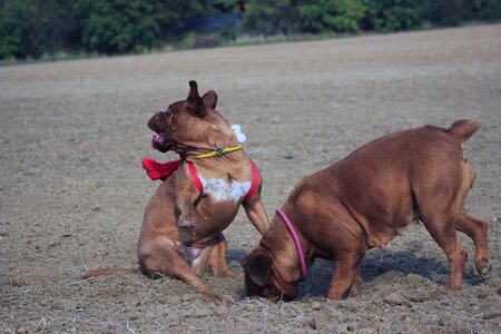 Mastiffs animal french photo