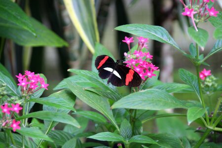 Butterfly black insect