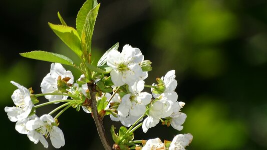 Nature white petals cherry blossoms
