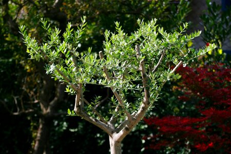 Nature crown tree