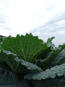 Food fresh vegetables