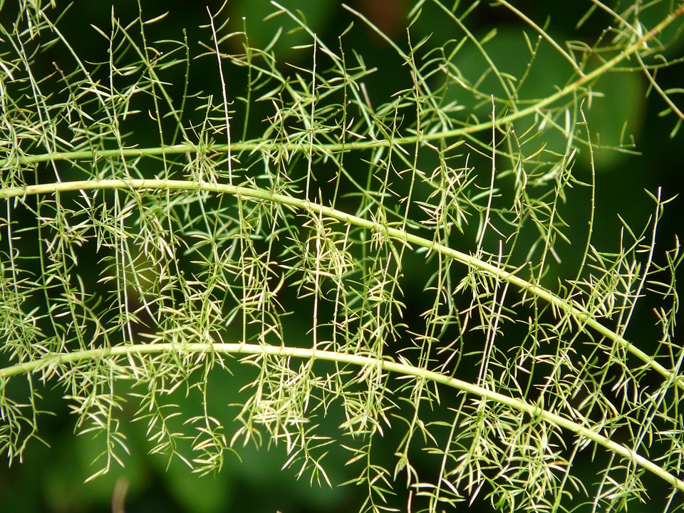 Semi shrub green plant