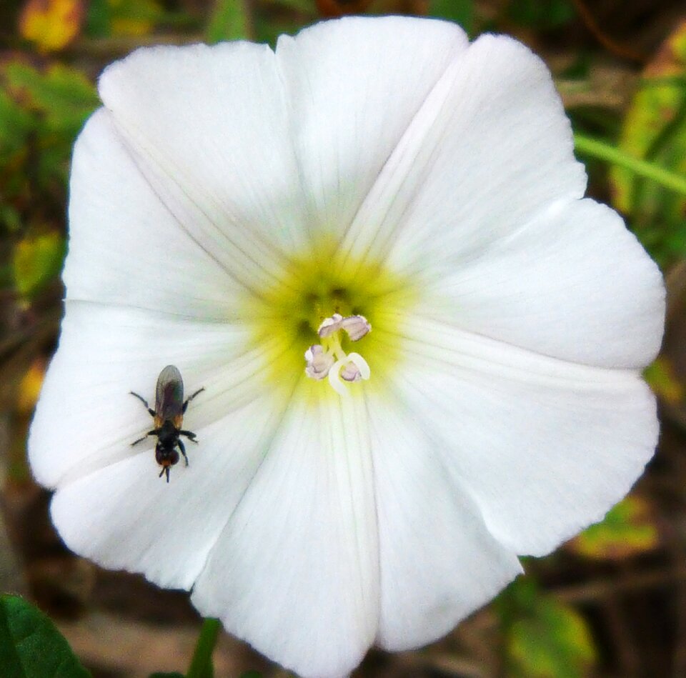 Foreground white flowers bee