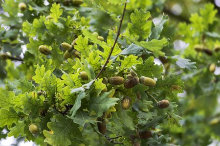 Oak tree background